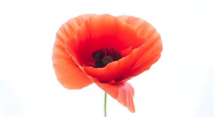 Obraz premium Red tulip and red poppy isolated on white background with single flowers in bloom