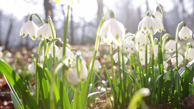 Spring flowers in the shining sunlight, Leucojum vernum, called spring snowflake