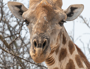 Close up of the head of a Giraffe in Etosha National Park, Namibia, Africa © dvlcom