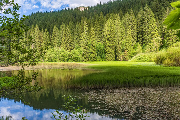 Landscapes, Forest, Carpathians, Photos of nature - Europe, Eastern Europe