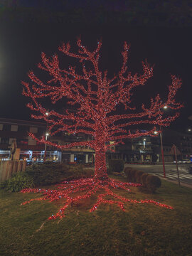View of a radiant tree ablaze with scarlet lights stands as a beacon against the velvet night, roots aglow on a patch of grass, Gondomar, Pontevedra, Spain.