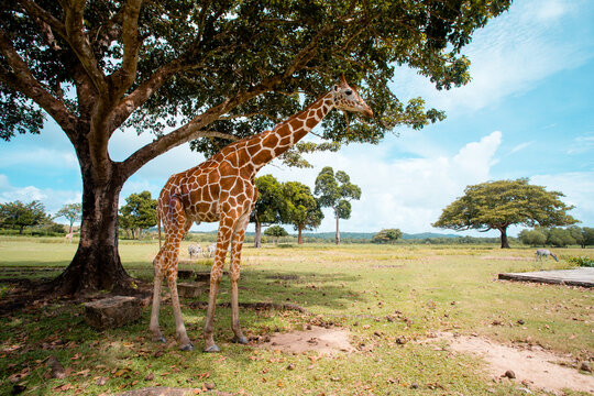 View of a giraffe standing tall beneath the shade of a broad tree, its patterned coat a stark contrast to the lush greenery, Calauit, Palawan, Philippines.