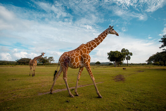 View of giraffes with their striking patterns graze in the golden light of the open savanna, a serene dance of nature, Calauit, Palawan, Philippines.