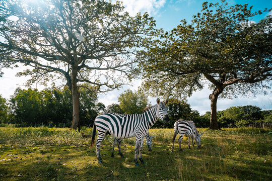 View of zebras grazing peacefully under the shade of acacia trees, their stripes contrasting against the vibrant green grass, Calauit, Palawan, Philippines.