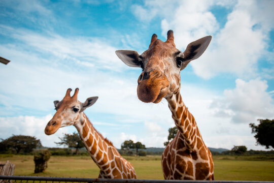 View of two giraffes showing their heads and necks against a backdrop of green fields and a partly cloudy sky, Calauit, Palawan, Philippines.