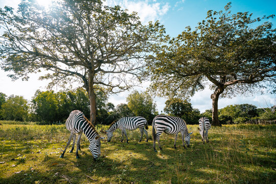 View of zebras grazing peacefully under the sparse shade of trees, their black and white stripes contrasting against the vibrant green grass, Calauit, Palawan, Philippines.