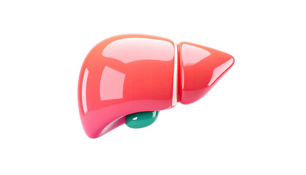 Glossy, cartoon-style depiction of a human liver and gall bladder