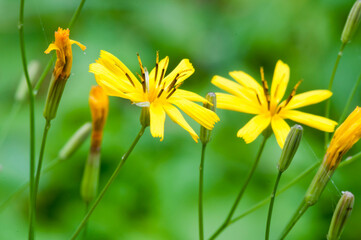 夏の野山に咲く黄色いニガナ