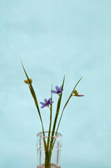 水色の背景のガラスビンに入ったニワセキショウ