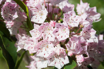初夏の庭に咲く五角形の花　カルミア