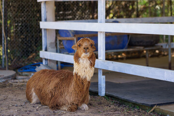 Fototapeta premium Fluffy brown cinnamon alpaca sitting on the ground in ranch and farm environment