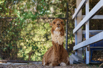 Fototapeta premium Fluffy brown cinnamon alpaca sitting on the ground in ranch and farm environment