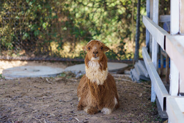 Fototapeta premium Fluffy brown cinnamon alpaca sitting on the ground in ranch and farm environment