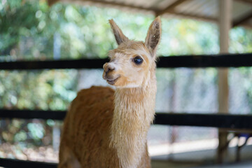 Fototapeta premium Portrait of a cute cream colored alpaca looking sideways in farm fence and blurred nature background