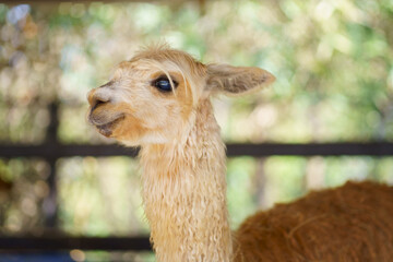 Fototapeta premium Portrait of a cute cream colored alpaca looking sideways in farm fence and blurred nature background