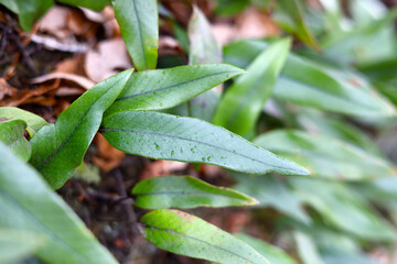 Fototapeta premium Epiphytic fern Lemmaphyllum growing on mossy rock in Japanese forest