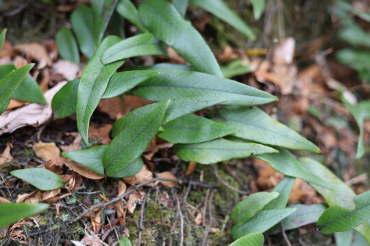 Epiphytic fern Lemmaphyllum growing on mossy rock in Japanese forest