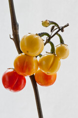 白背景のハナナスの実
