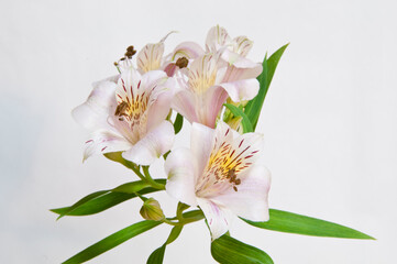 白背景のピンクのアルストロメリア
