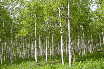 新緑のシラカバ林
