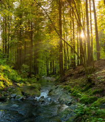 Obraz premium Beautiful Sunrise In Sunny Spring Forest with Stream . Sunlight Sunbeams Through Woods In Forest Landscape. Panorama Panoramic View