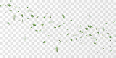 Natural green leaves flying swirl isolated on transparent background, eco nature backdrop PNG © kulinskaia