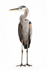 Fototapeta premium A heron bird animal stork.