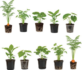 Collection of tropical houseplants in pots including monstera palm philodendron and leafy indoor plants isolated on white for home decor botanical design © tajwar