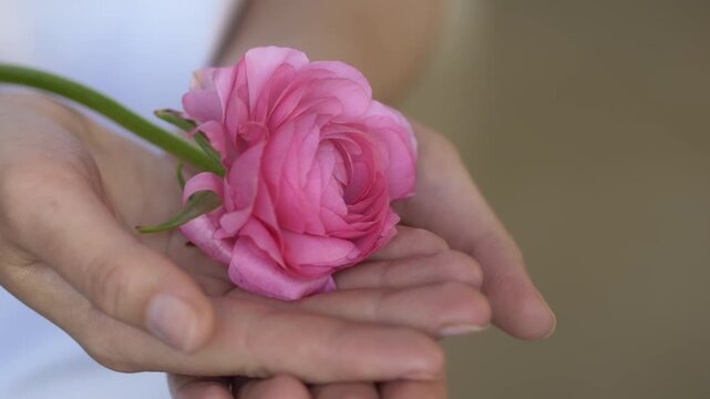 Hands slowly uncover hidden pink ranunculus flower in palms. Simple action creates feeling of discovery and curiosity. Concept of finding beauty in small things and noticing details in everyday life. 