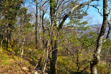 Fototapeta premium Forest in spring with green leaves of european hop-hornbeam (Ostrya carpinifolia) tree