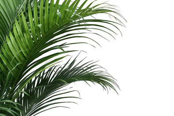 Obraz premium Green tropical palm leaves isolated with a clean alpha channel background, creating a ready-to-use botanical element