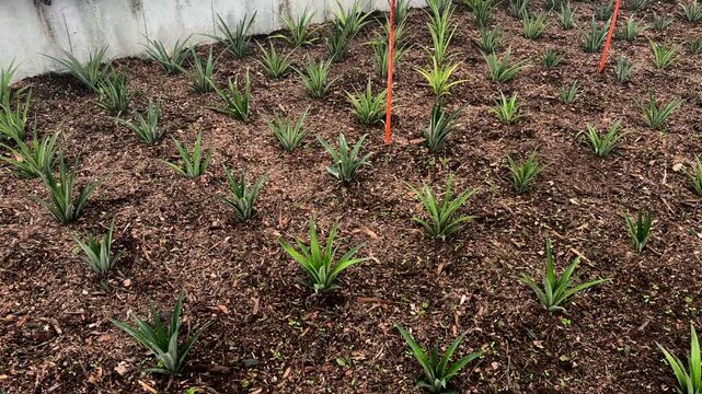 Rows of pineapple plants growing in soil inside greenhouse Azores