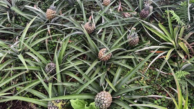 rows of pineapple plants growing inside agricultural greenhouse in S&atilde;o Miguel Azores Portugal