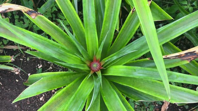 Young pineapple fruit forming in center of green plant leaves Azores