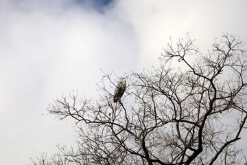 Obraz premium Wild bird resting on leafless tree against cloudy sky