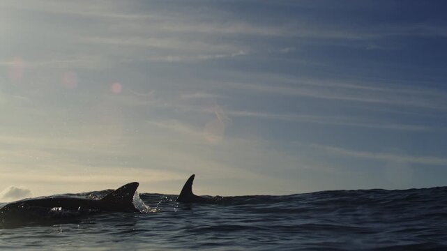 Dolphin fin breaking ocean surface at sunset with gentle waves