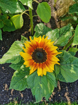 A sunny morning of a beautiful big sunflower in the park