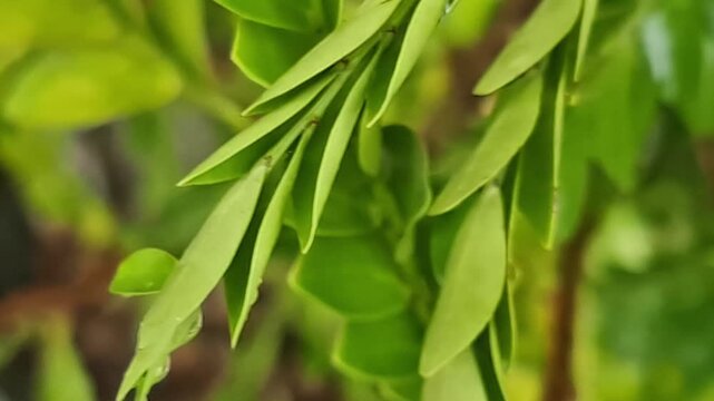 Extreme close-up of fresh green Ruscus leaves with gentle movement. High-quality botanical background featuring vibrant foliage and natural textures.