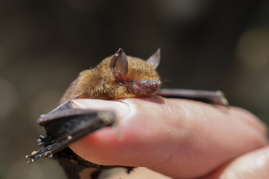 Small bat, wild animal, carefully holding onto human finger. tiny wildlife mammal showing moment of gentle care and connection with person in nature