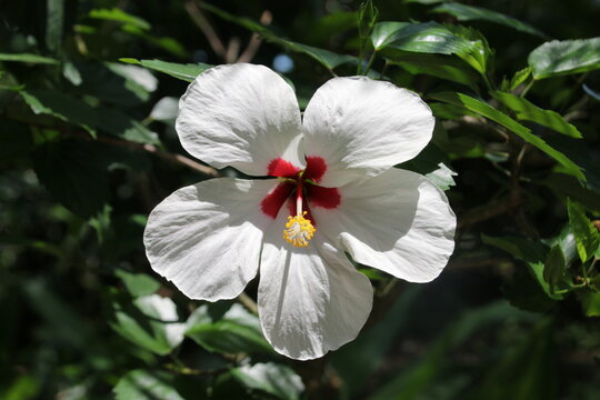 Wei&szlig;er Hibiskus