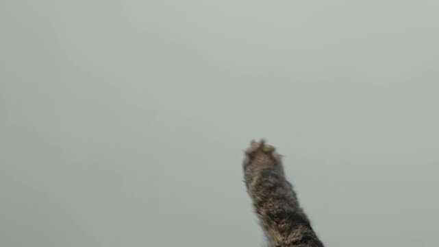 Cat paw isolated gray background. Cat reaching up with paw. Pet raising up his paw on green screen isolated. Feline tabby paws touching, clicking, tapping swiping. Horizontal mock up. Real Video. 4K