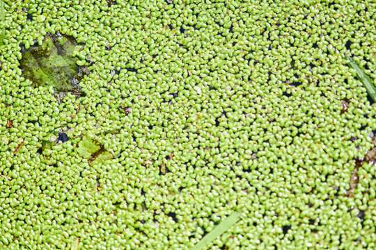 Dense lemna coverage on pond surface with natural debris