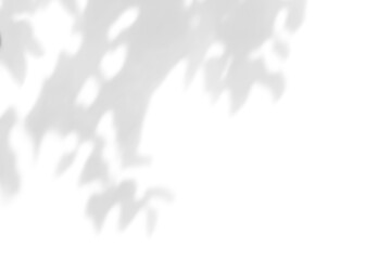 Fototapeta premium shadow overlay effects of realistic abstract natural tree leaves shadow on wall background,Summer sunlight dappled shadow overlay effect,abstract branch shadow.plant and flower shadow