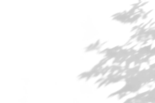 shadow overlay effects of realistic abstract natural tree leaves shadow on wall background,Summer sunlight dappled shadow overlay effect,abstract branch shadow.plant and flower shadow