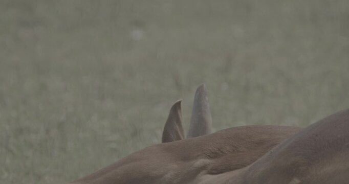 Serene Brown Cow Lounge in Green Pasture Landscape Scene