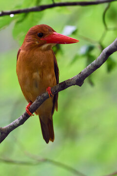 Ruddy kingfisher (Halcyon coromanda) perched on a tree branch in the lush green forest of Shirakami-Sanchi.