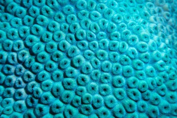 Organic texture of the hard coral . Abstract natural background.