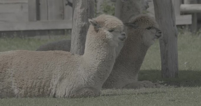 two lazy Alpacas relaxing in summer grass. Lama pacos is a species of South American camelid mammal.