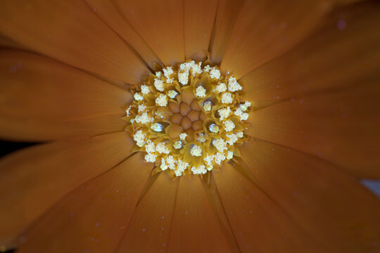 Ringelblume (Calendula officinalis), Bl&uuml;te, UV-Licht, Deutschland