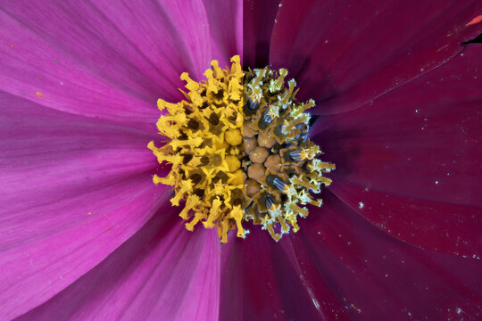Schmuckk&ouml;rbchen (Cosmos bipinnatus), Pollenbl&auml;tter und Stempel, UV-Licht, Deutschland 
